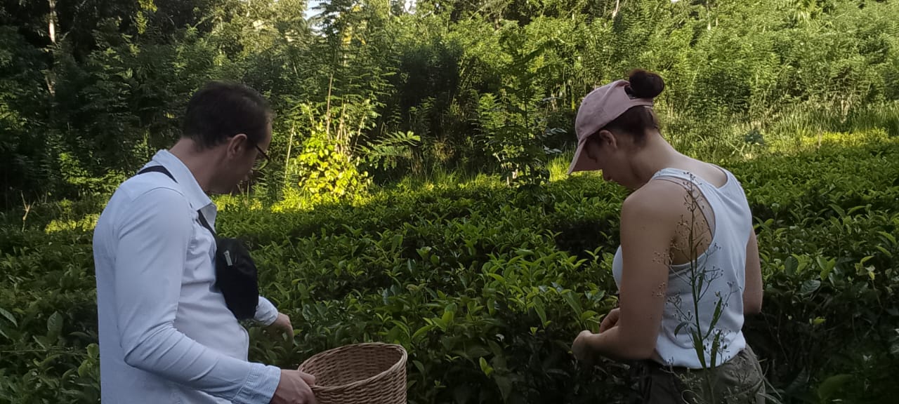 Elpitiya Tea Estate Image